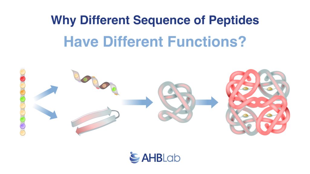 sequence of peptides