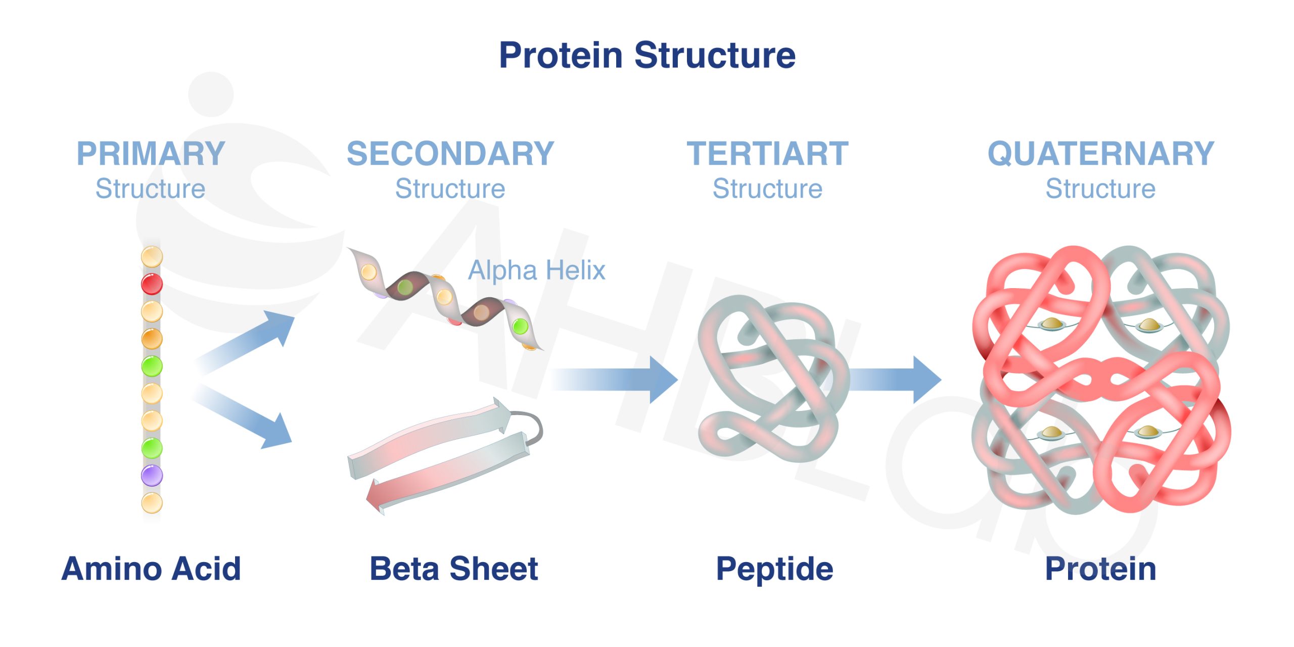 Protein Structure