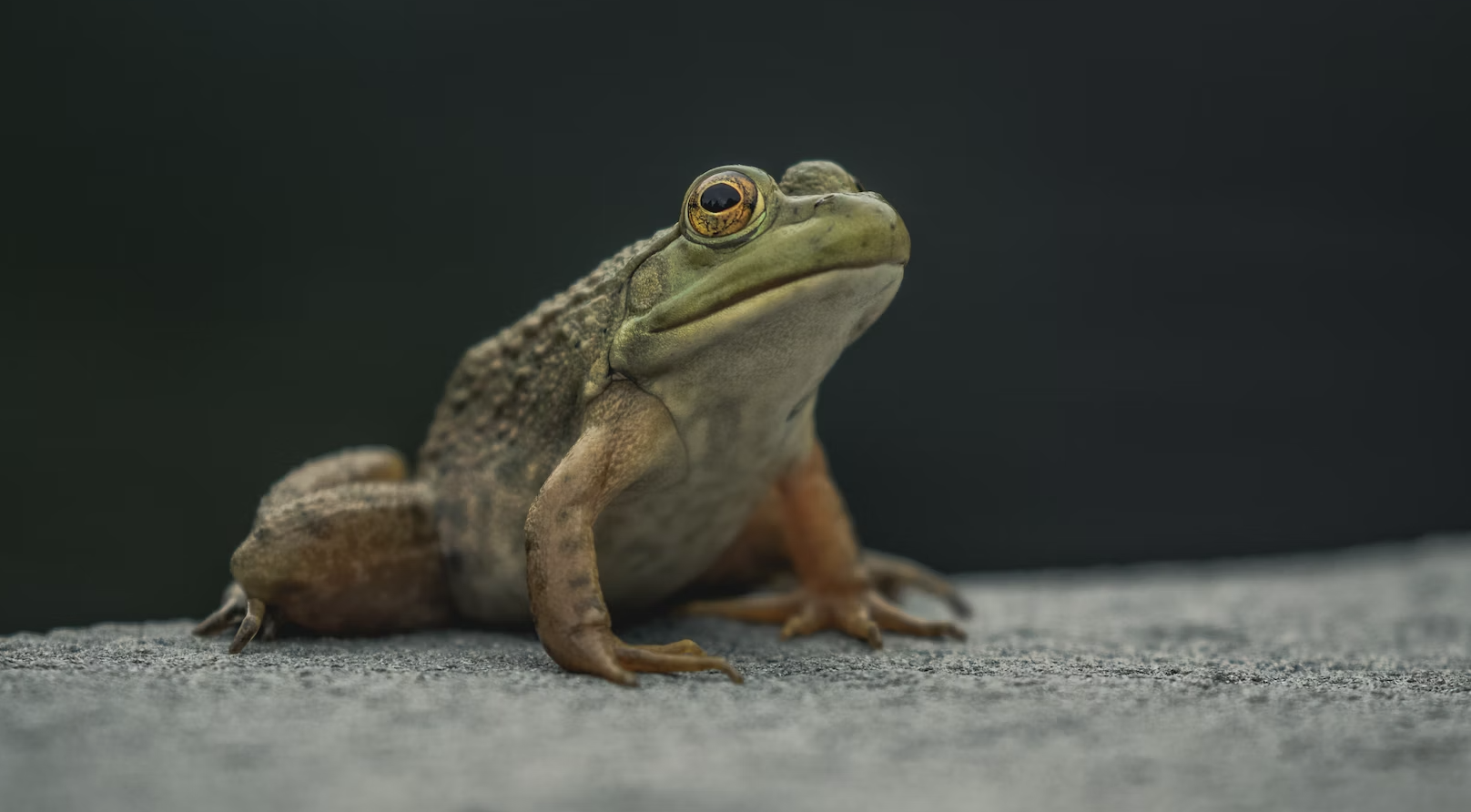 wood frog