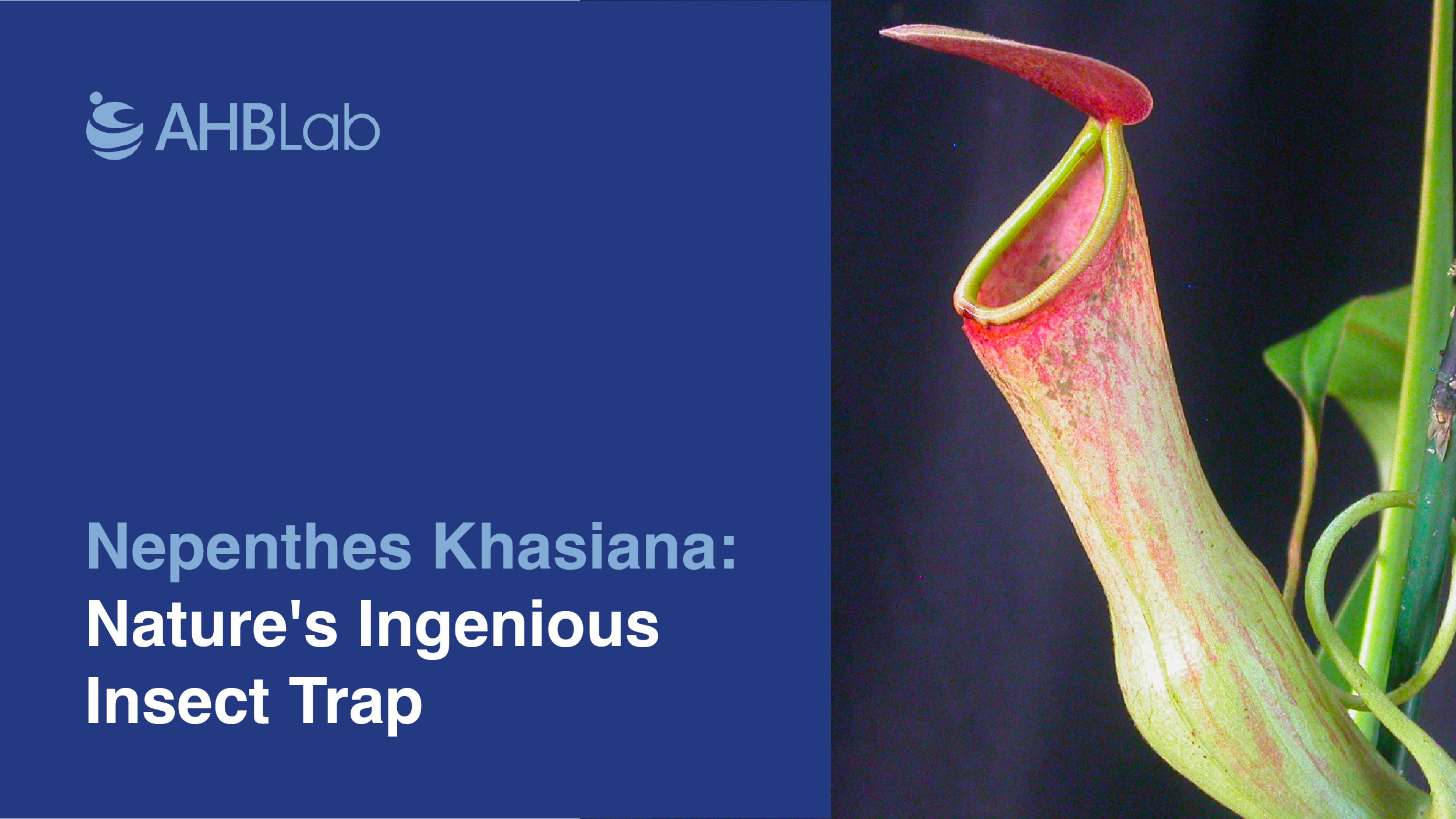 nepenthes khasiana