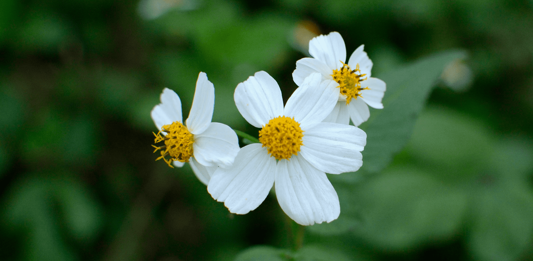 Bidens Pilosa