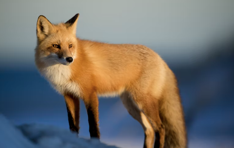 fox