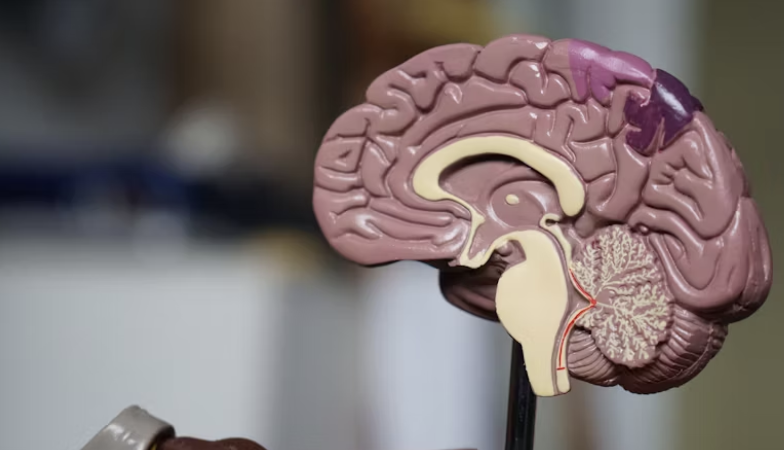 brain
