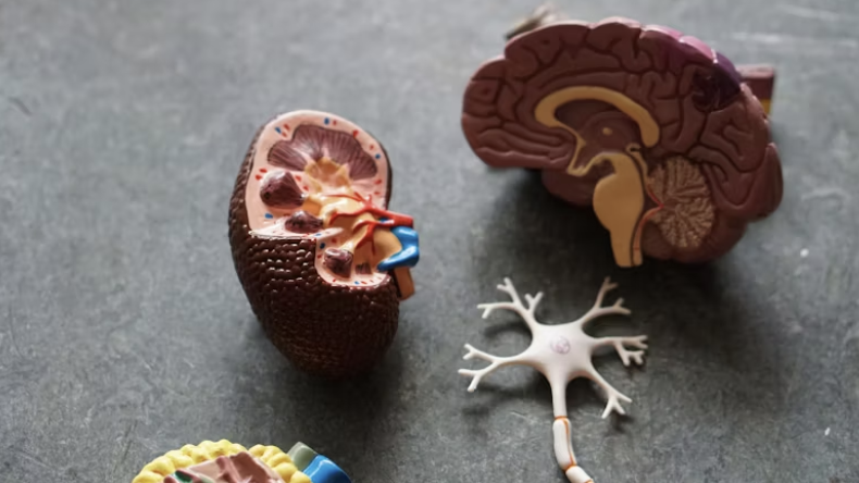 Organs