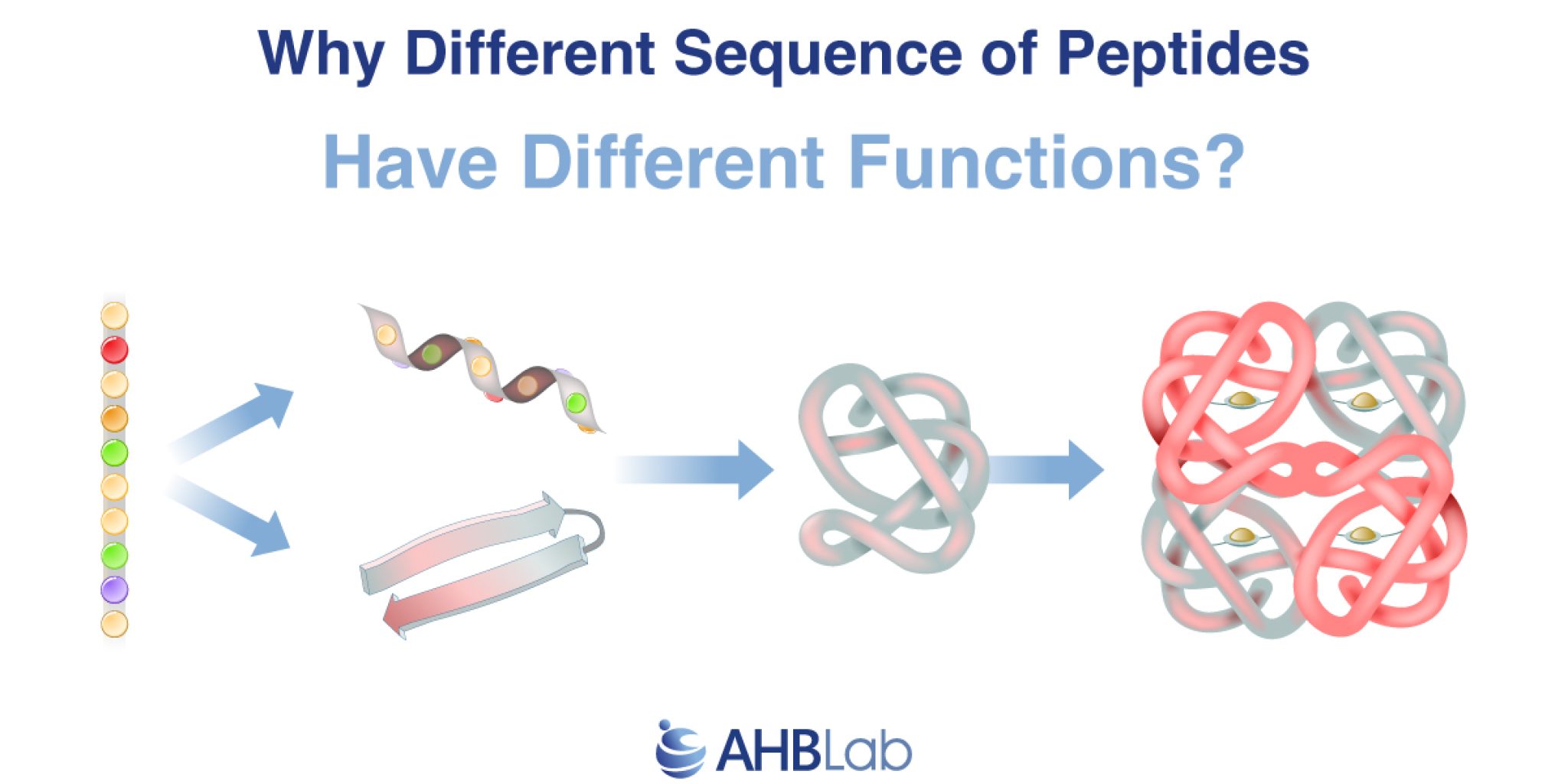 sequence of peptides